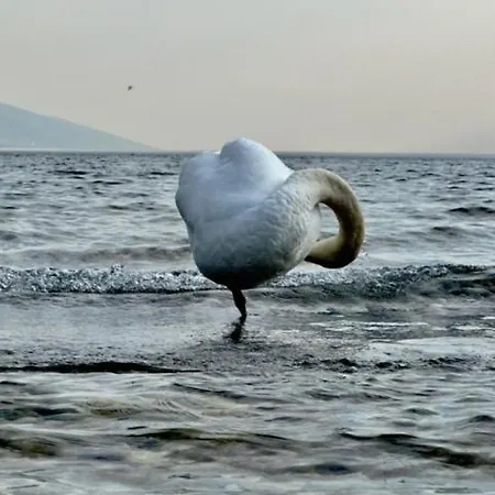 Alloggio Turistico Molu Δωμάτια σε οικογενειακή κατοικία Gavazzo Nuova