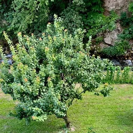 Δωμάτια σε οικογενειακή κατοικία Alloggio Turistico Molu *